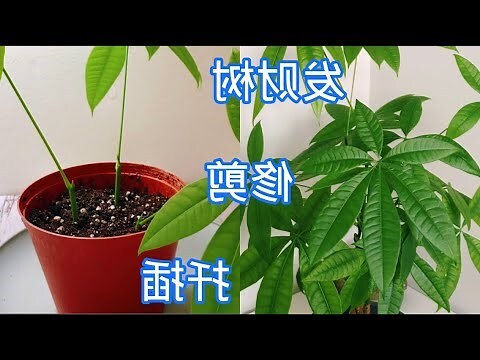 發財樹 開花